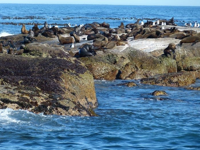 Cape Fur Seals