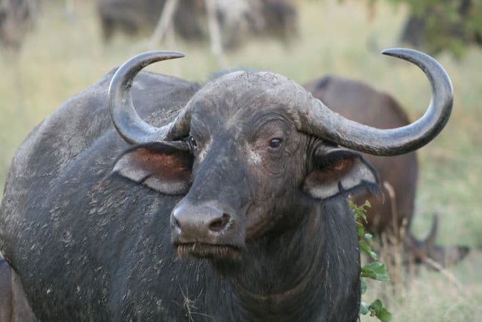 African buffalo