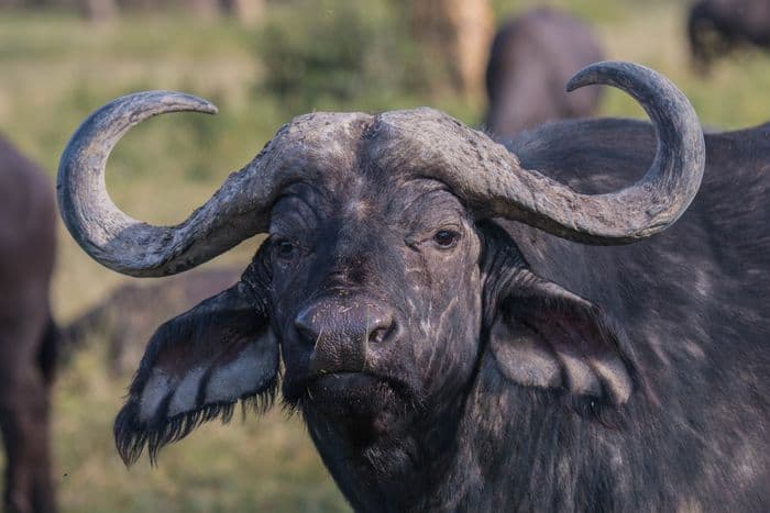 African buffalo