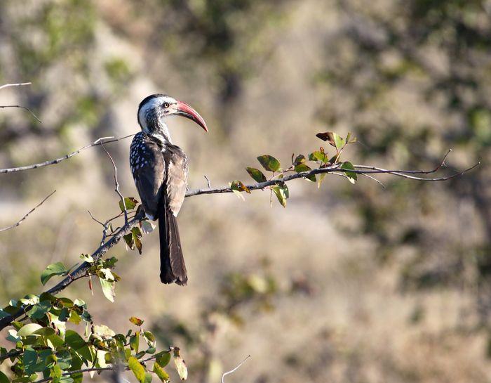 Hornbill Red-billed