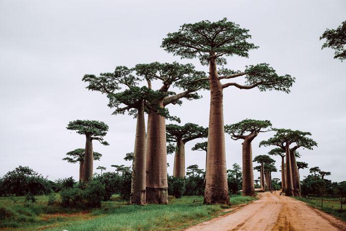 Madagascar  Baobab