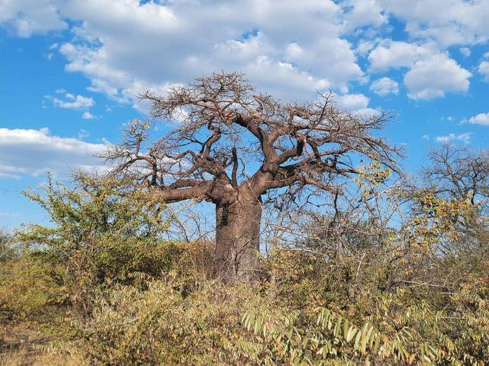 Gweta baobab