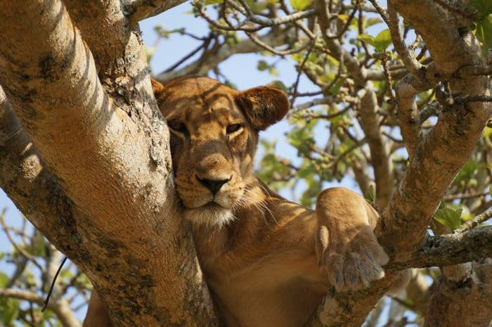 queen elizabeth lion