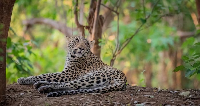 General Botswana General Wildlife Leopard
