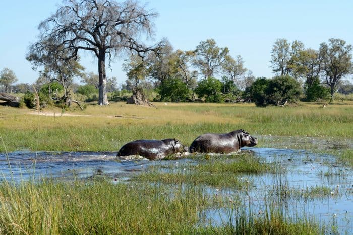 okavango delta hippo