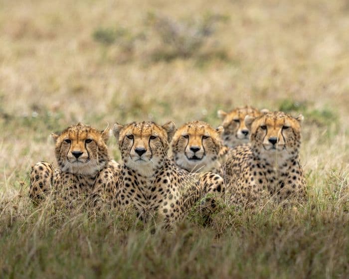 maasai mara cheetahs