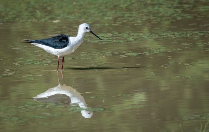 Caprivi Strip Namibia