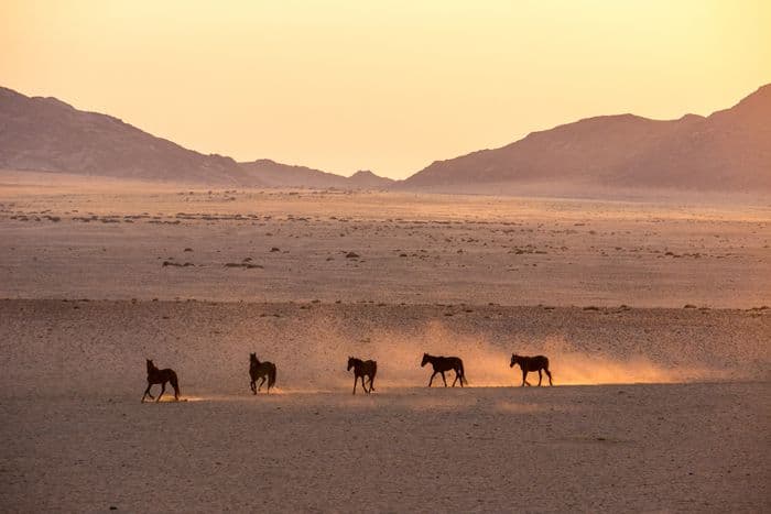 garup namibia aus wild horses