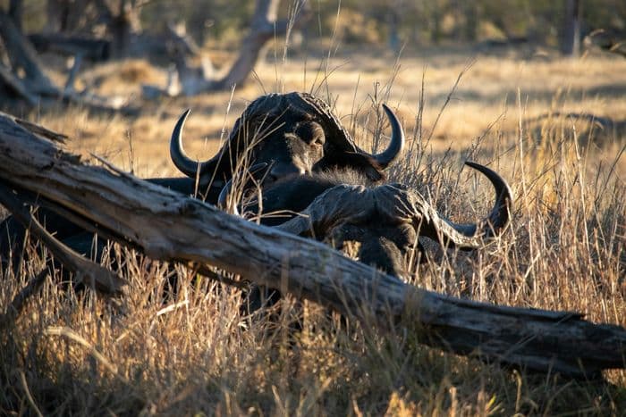 moremi buffalo