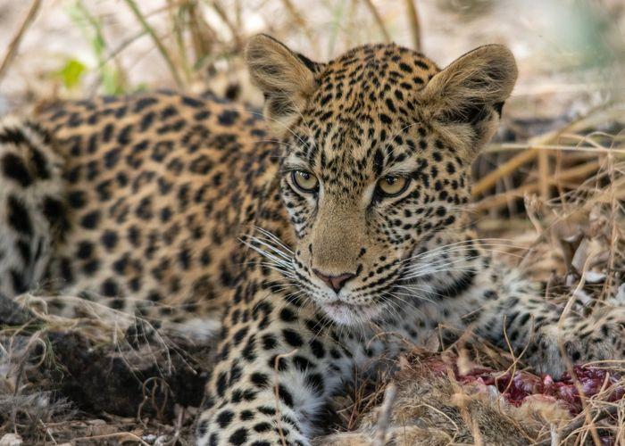 Leopard Khwai Botswana