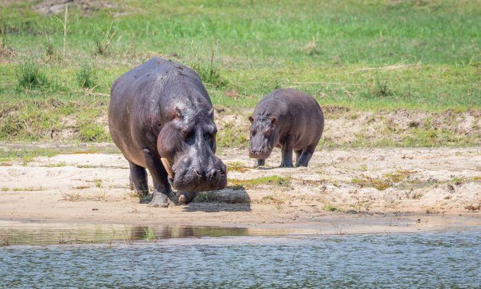 Mahango National Park Caprivi Namibia Hippo