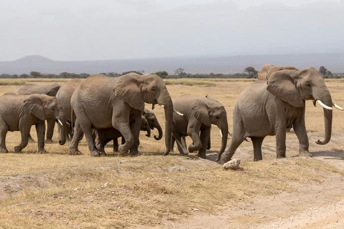 amboseli national park elephants