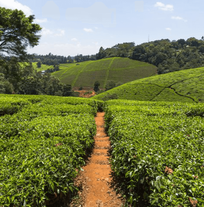Kiambethu Tea Farm Limuru
