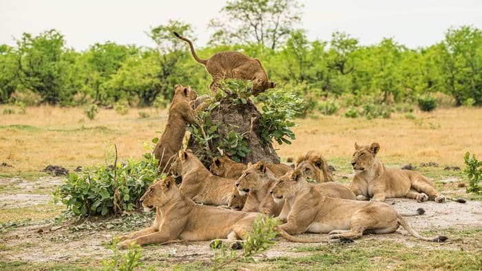 moremi lions