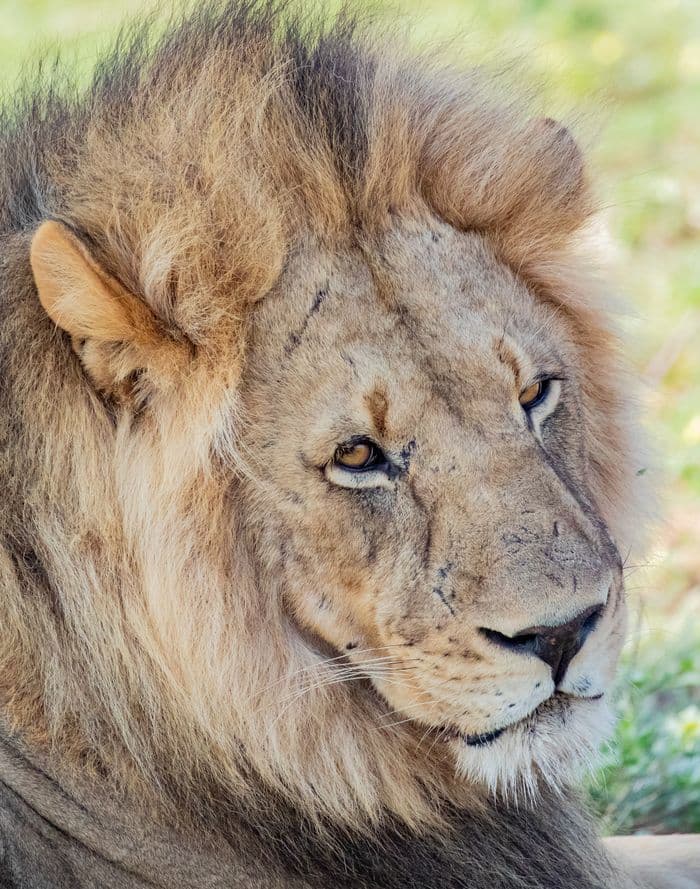 General Botswana General Wildlife Lion