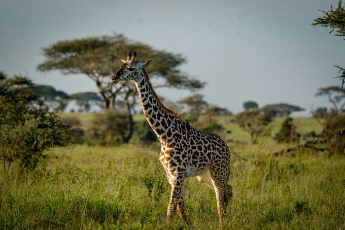 serengeti giraffe