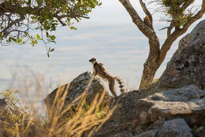 Isalo National Park Madagascar