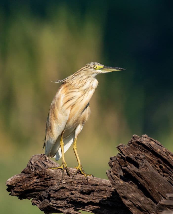 Chobe National Park / Chobe River Green Backed Heron