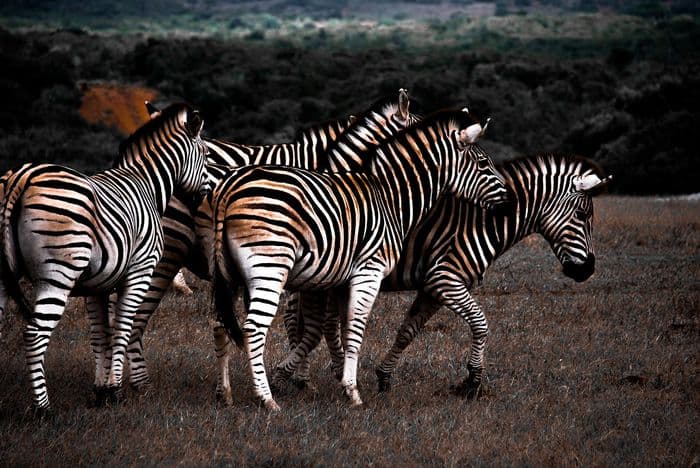 Zebra Addo Elephant National Park
