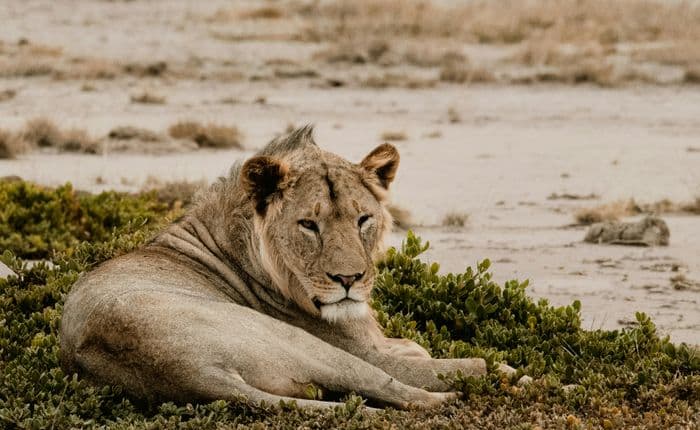 amboseli national park lion