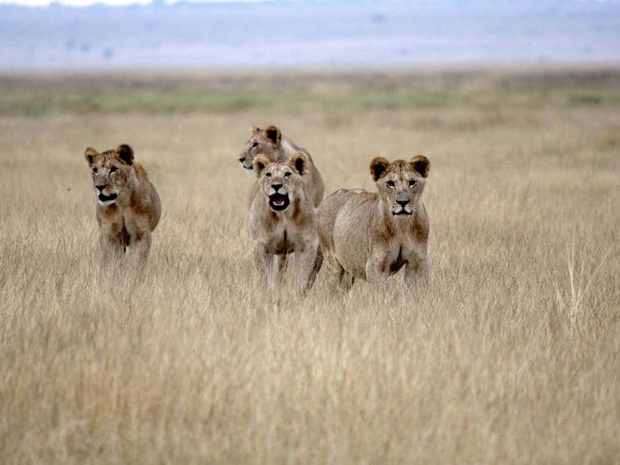 maasai mara lions