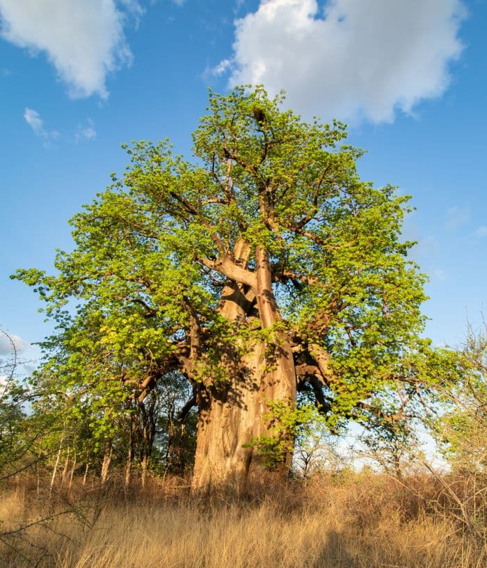 Planet Baobab Gweta