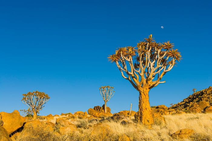 namibia trees