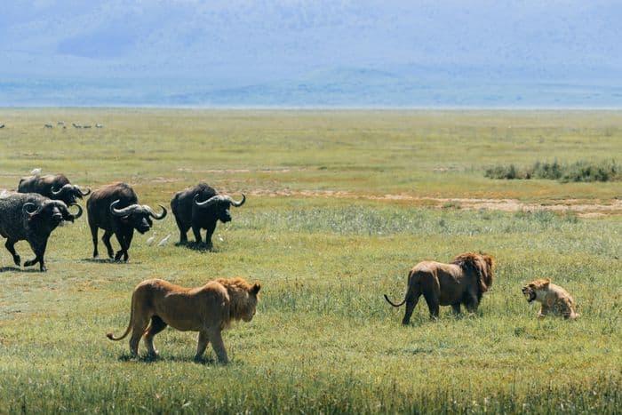 buffalo lions ngorongoro