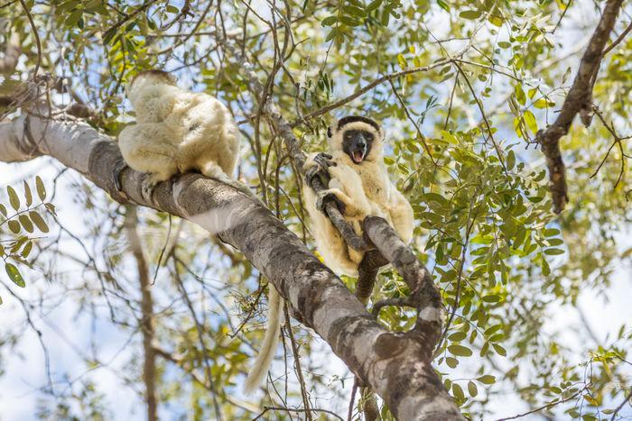 Kirindy National Forest Reserve Madagascar