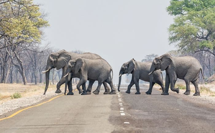 Caprivi Strip Elephants Crossing