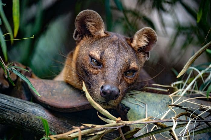 fossa madagascar