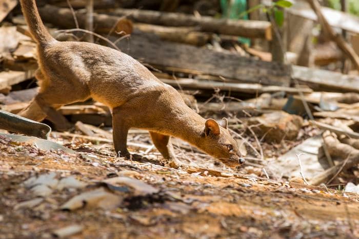 Kirindy National Forest Reserve Madagascar