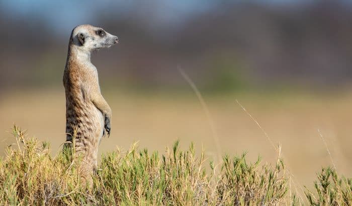 Ntwetwe Pan & Meerkat Visit