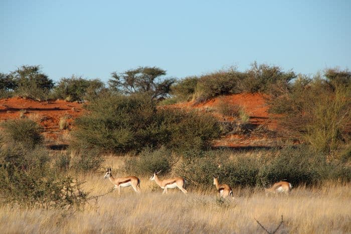 Kalahari North
