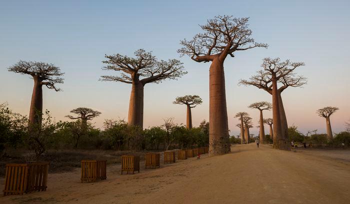 Baobab Alley Madagascar