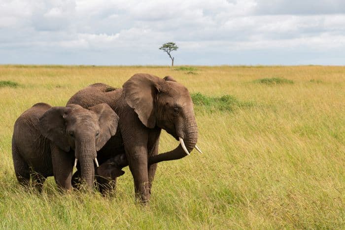 maasai mara elephant