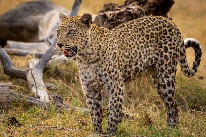 moremi leopard