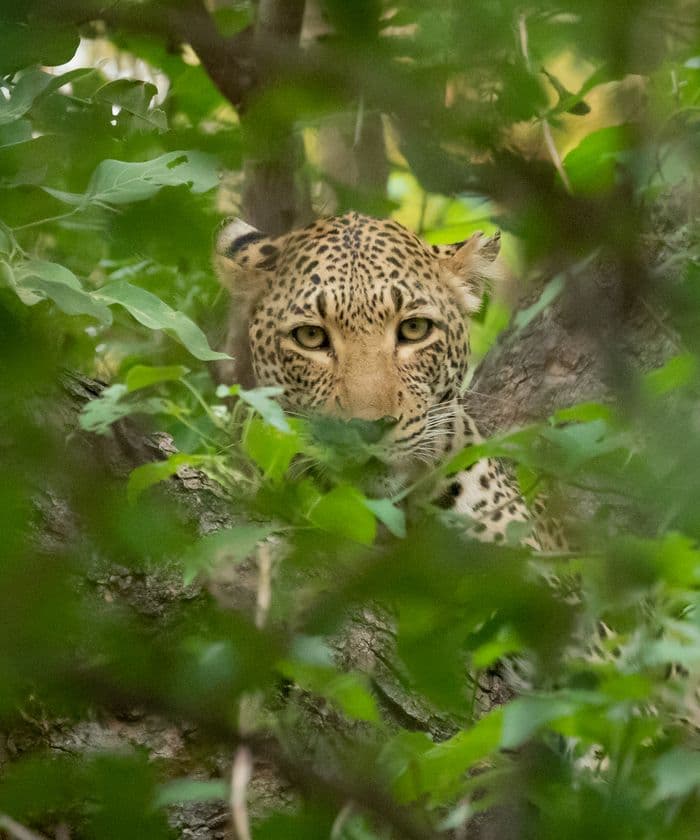 General Botswana General Wildlife Leopard