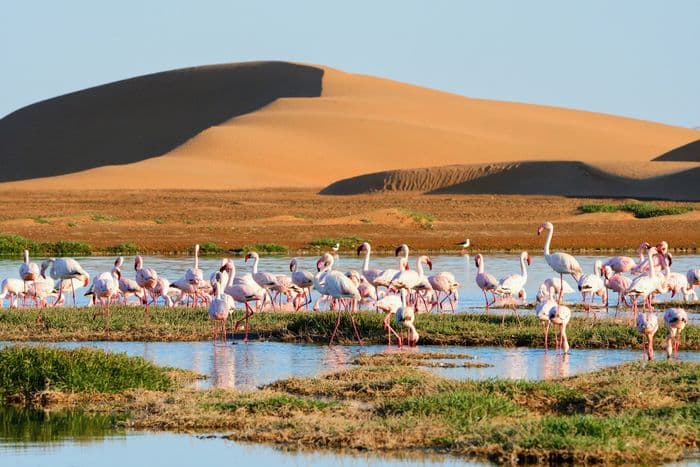 Walvis Bay Flamingos