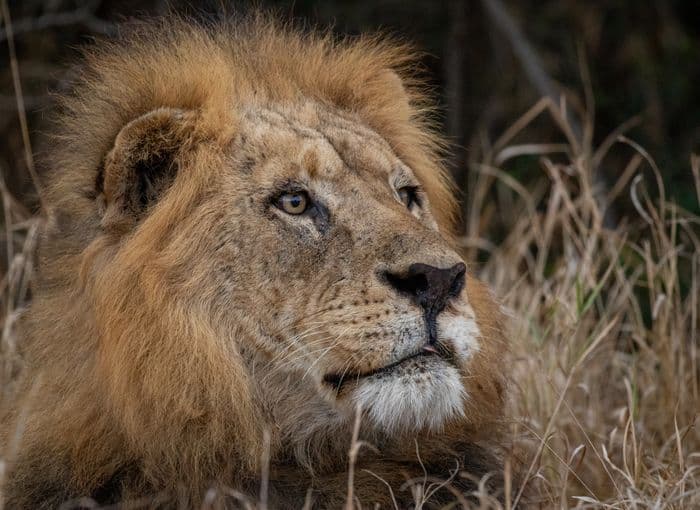 Rhino River Lodge, Manyoni Private Game Reserve