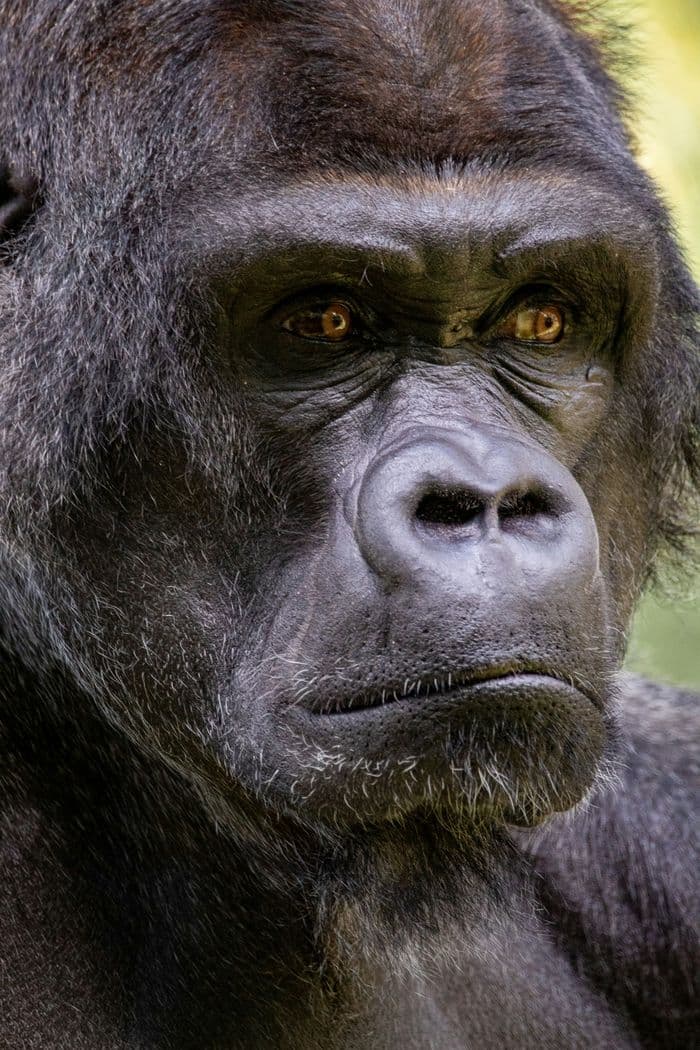 gorilla