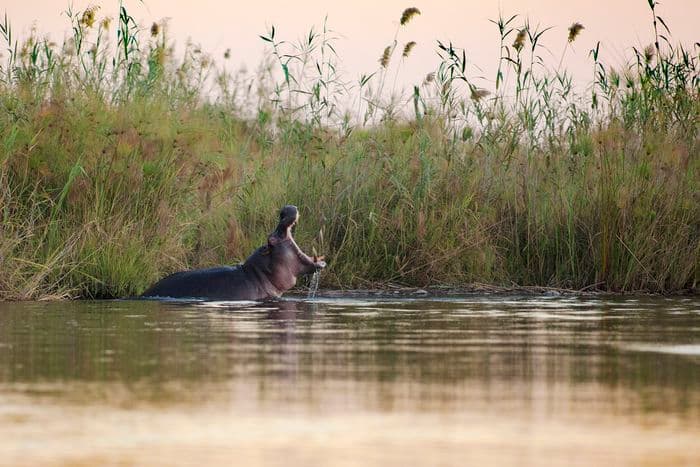Hippo Okavango River Caprivi Namibia