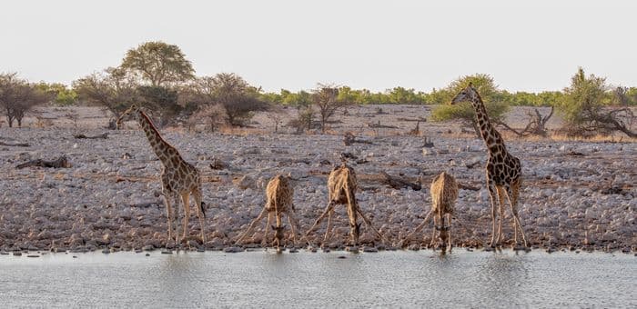 Etosha National Park Namibia