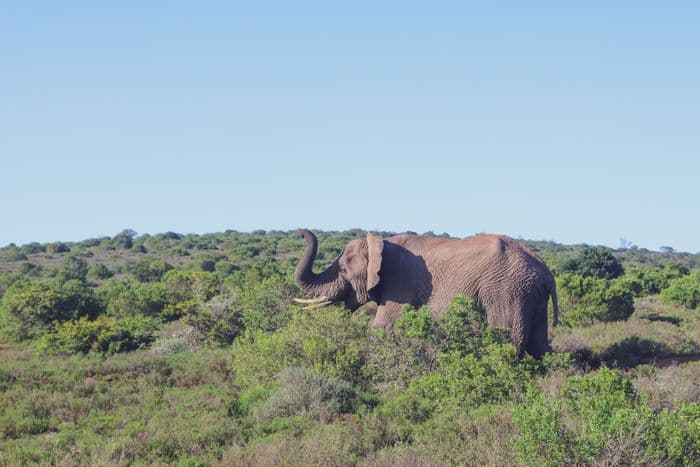 Elephant Amakhala Game Reserve