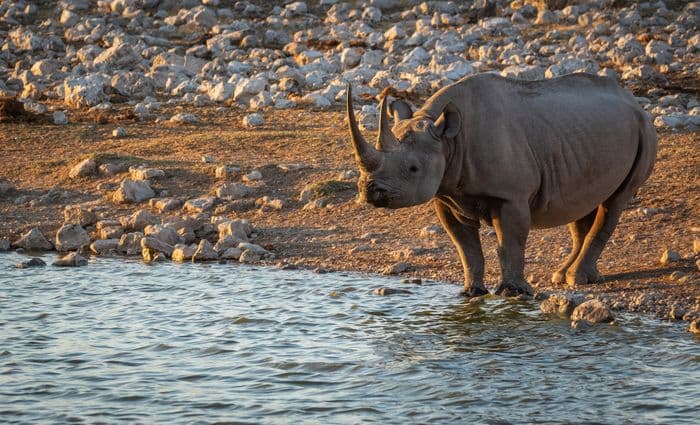 Etosha National Park Namibia