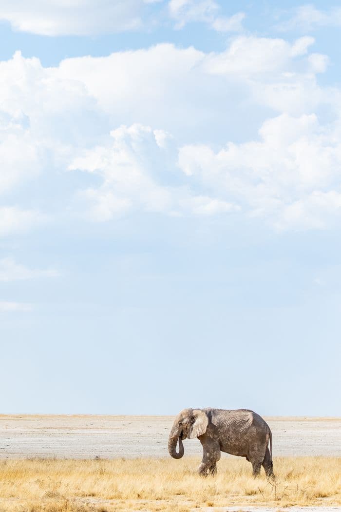 Etosha National Park Namibia
