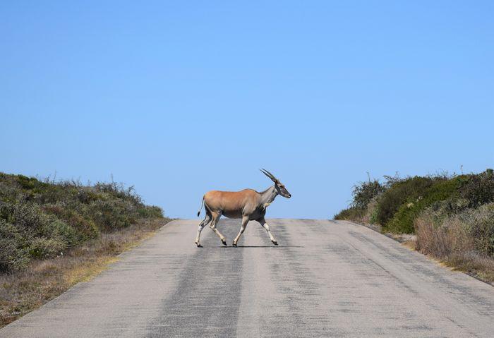 Oryx West Coast national Park
