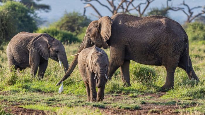 amboseli national park elephants