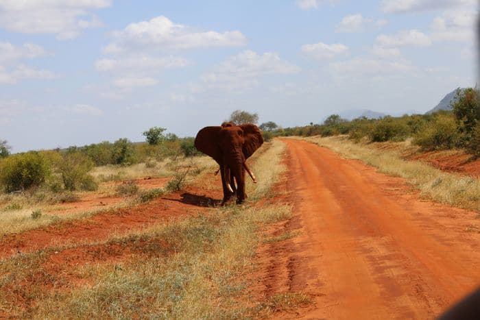 tsavo west safari kenya elephant