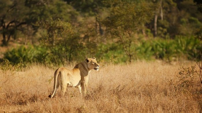 Lion Kruger south africa